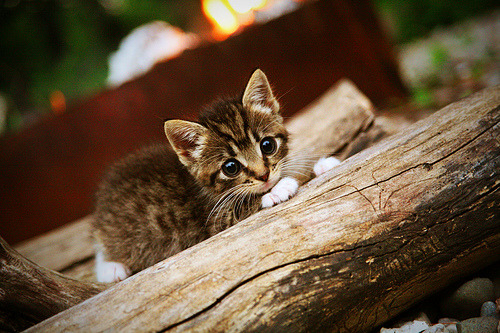 库里在家中设置私人篮球训练区,库里私人训练师