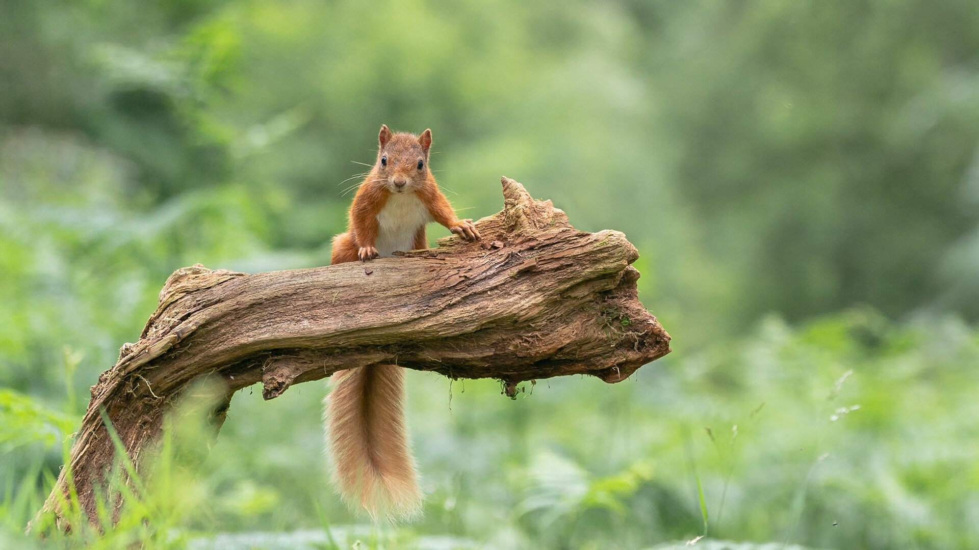 朱婷签约新东家奥运会,朱婷谈出征奥运挑战